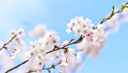 ピアス　かわいい　花　桜　パール